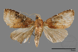 ǦW:Rivula auripalpis