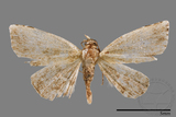 ǦW:Enispa sp.