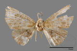 ǦW:Enispa sp.