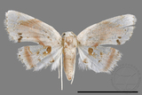 ǦW:Holocryptis nymphula