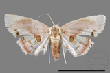 ǦW:Holocryptis nymphula