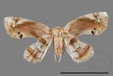 ǦW:Holocryptis nymphula