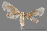 ǦW:Holocryptis nymphula