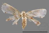 ǦW:Holocryptis nymphula