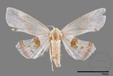 ǦW:Holocryptis nymphula