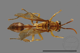 ǦW:Parapolybia takasagona