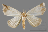 ǦW:Corgatha atrifalcis