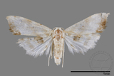 ǦW:Holocryptis ussuriensis