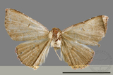 ǦW:Corgatha sp.