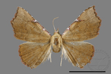 ǦW:Corgatha sp.