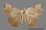 ǦW:Corgatha sp.