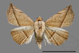 ǦW:Eublemma quadrapex