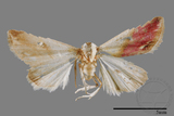 ǦW:Eublemma cochylioides