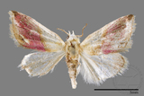 ǦW:Eublemma cochylioides