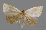 ǦW:Autoba tristalis