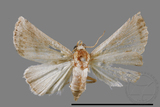 ǦW:Eublemma baccalix