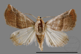 ǦW:Eublemma baccalix