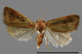 ǦW:Eublemma conspersa