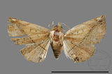 ǦW:Eublemma sp.