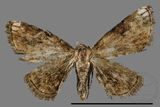 ǦW:Mataeomera biangulata