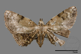 ǦW:Mataeomera biangulata