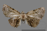 ǦW:Mataeomera biangulata