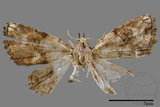 ǦW:Mataeomera biangulata