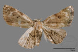 ǦW:Mataeomera sp.