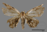 ǦW:Mataeomera biangulata