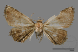 ǦW:Mataeomera biangulata