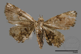 ǦW:Mataeomera biangulata