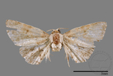 ǦW:Mataeomera sp.