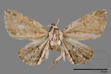 ǦW:Mataeomera sp.