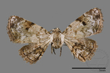 ǦW:Mataeomera sp.