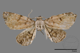 ǦW:Mataeomera sp.