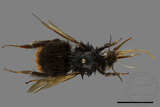 ǦW:Bombus trifasciatus