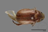 ǦW:Scarabaeidae sp.