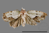 ǦW:Acontia sp.