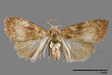 ǦW:Noctuidae sp.