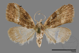 ǦW:Noctuidae sp.