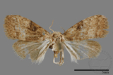 ǦW:Noctuidae sp.