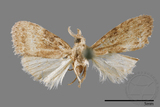 ǦW:Noctuidae sp.