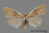 ǦW:Noctuidae sp.