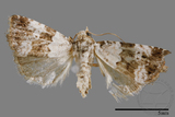 ǦW:Maliattha signifera