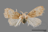 ǦW:Noctuidae sp.