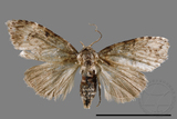 ǦW:Noctuidae sp.