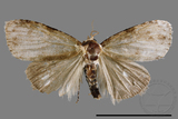 ǦW:Noctuidae sp.