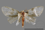 ǦW:Noctuidae sp.