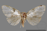 ǦW:Noctuidae sp.