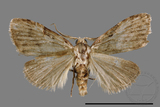 ǦW:Noctuidae sp.